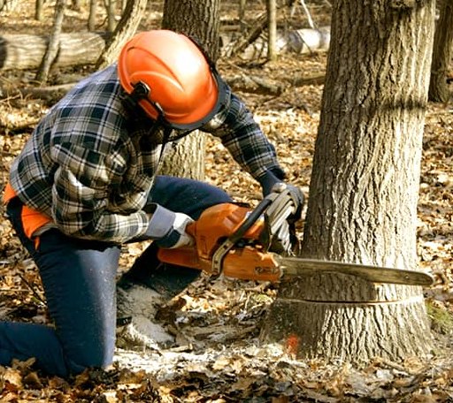 Tree Removal in Delaware, AR
